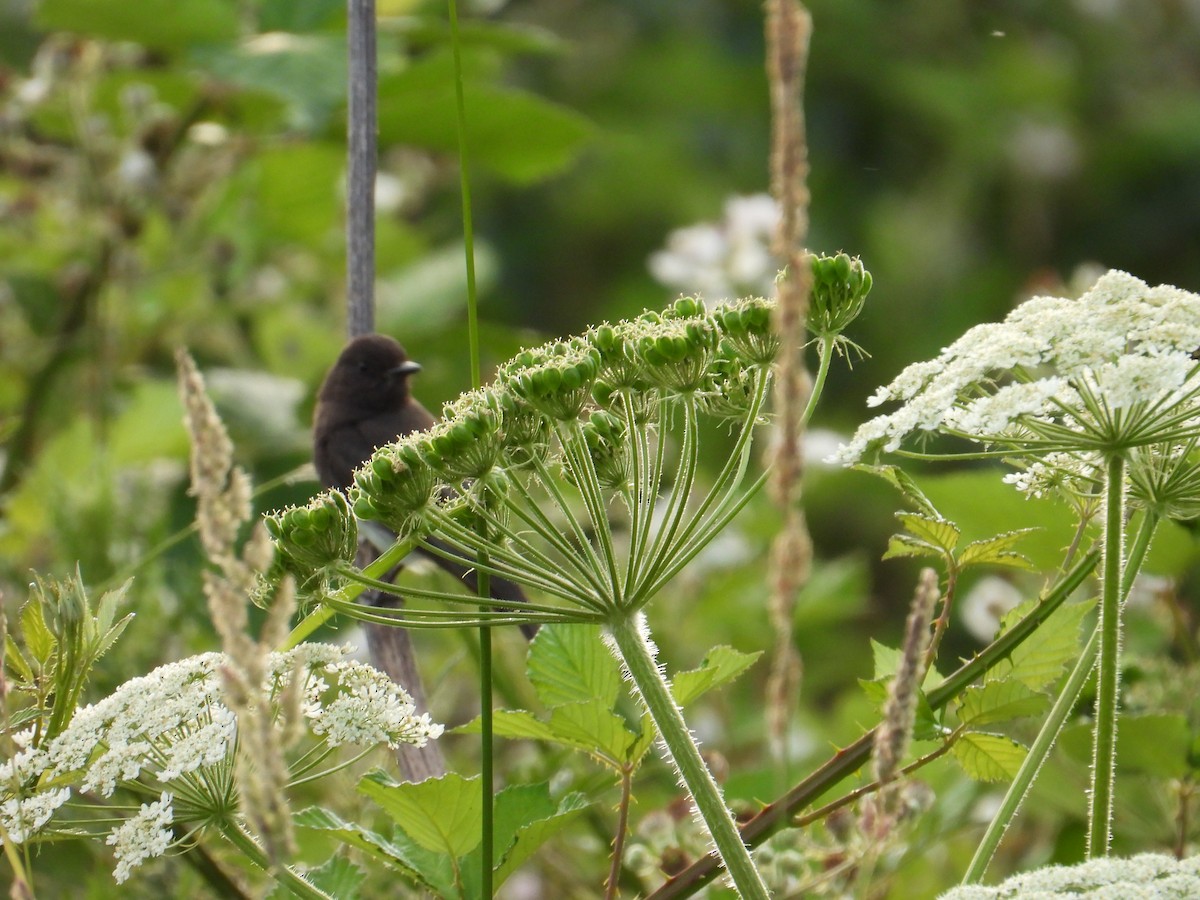 Black Phoebe - ML637528526