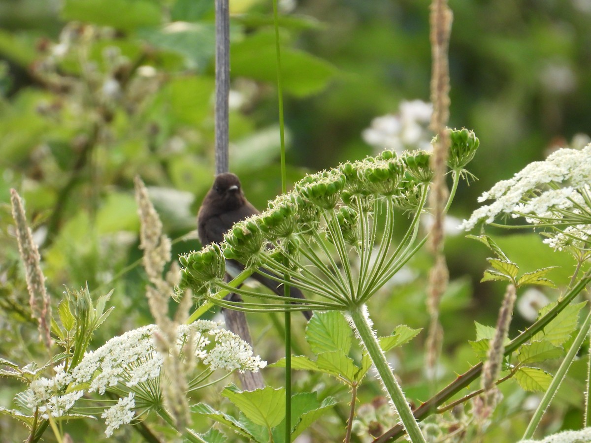 Black Phoebe - ML637528527