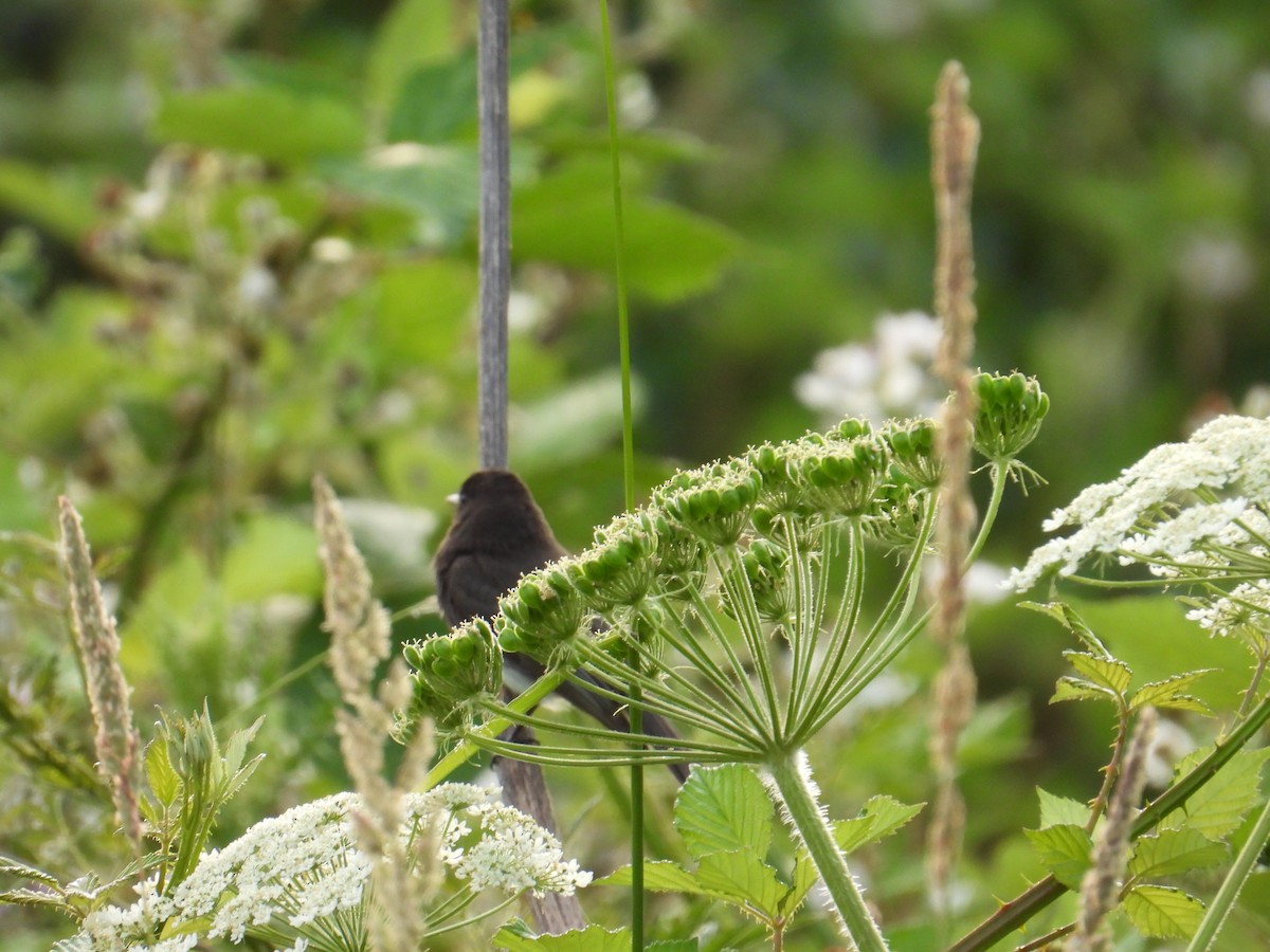 Black Phoebe - ML637528528
