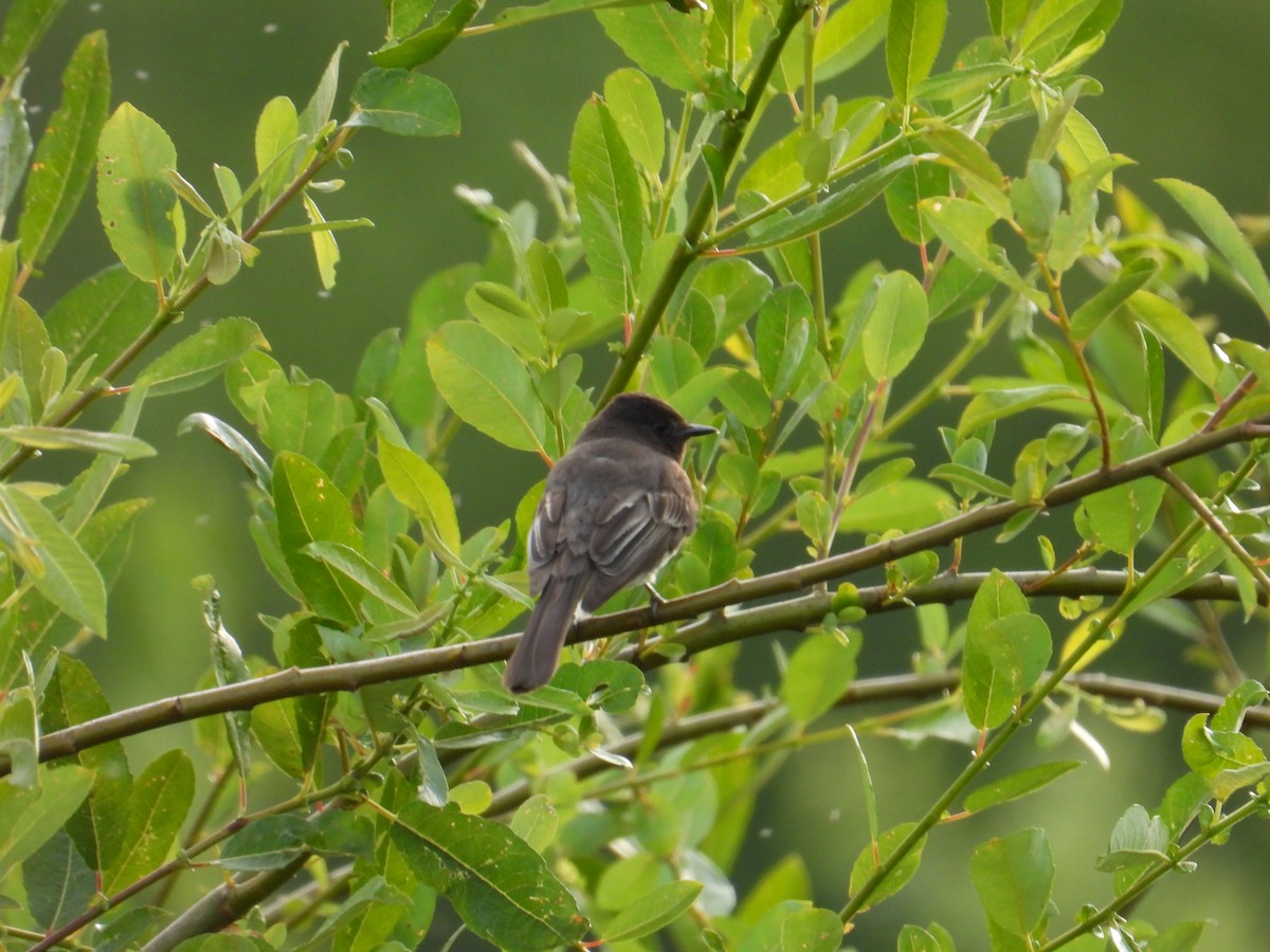 Black Phoebe - ML637528529