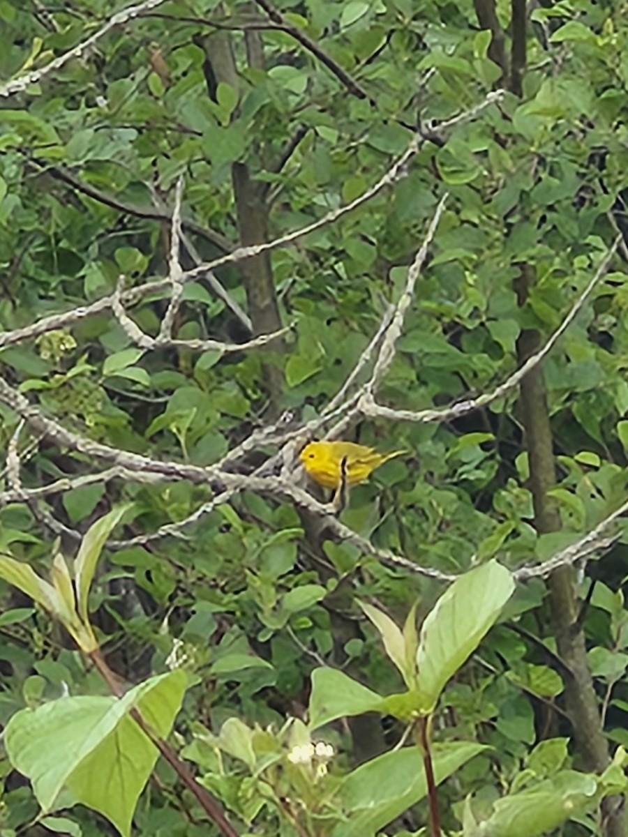 Yellow Warbler - ML637528540