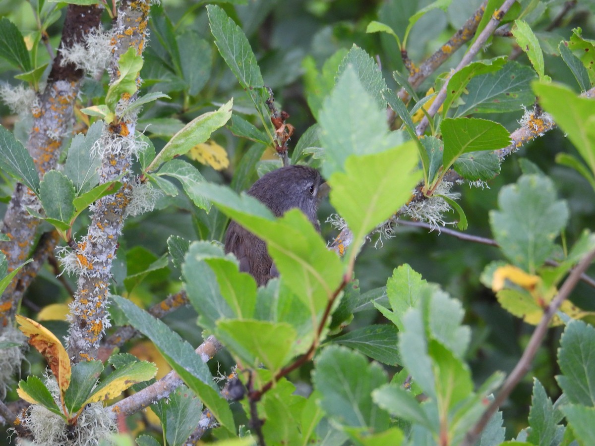 Wrentit - ML637528545