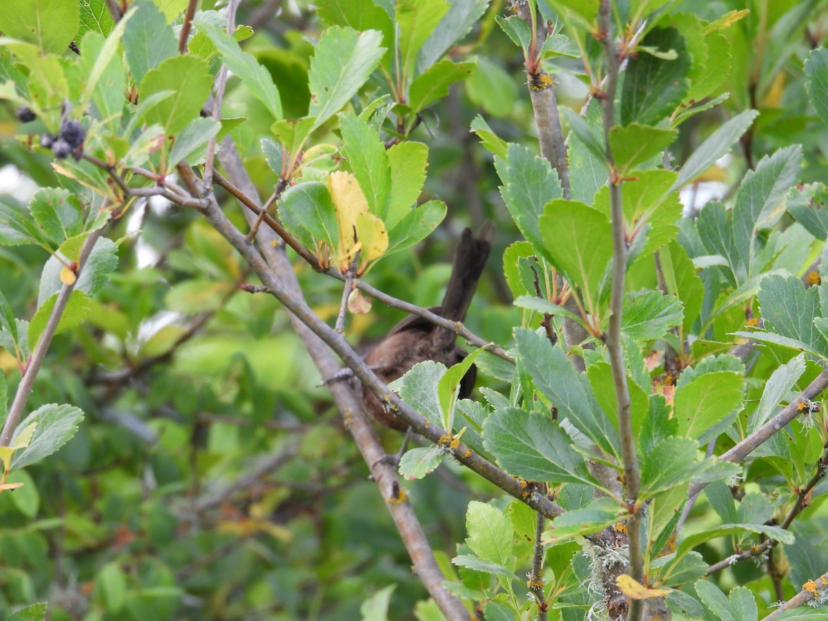 Wrentit - ML637528546