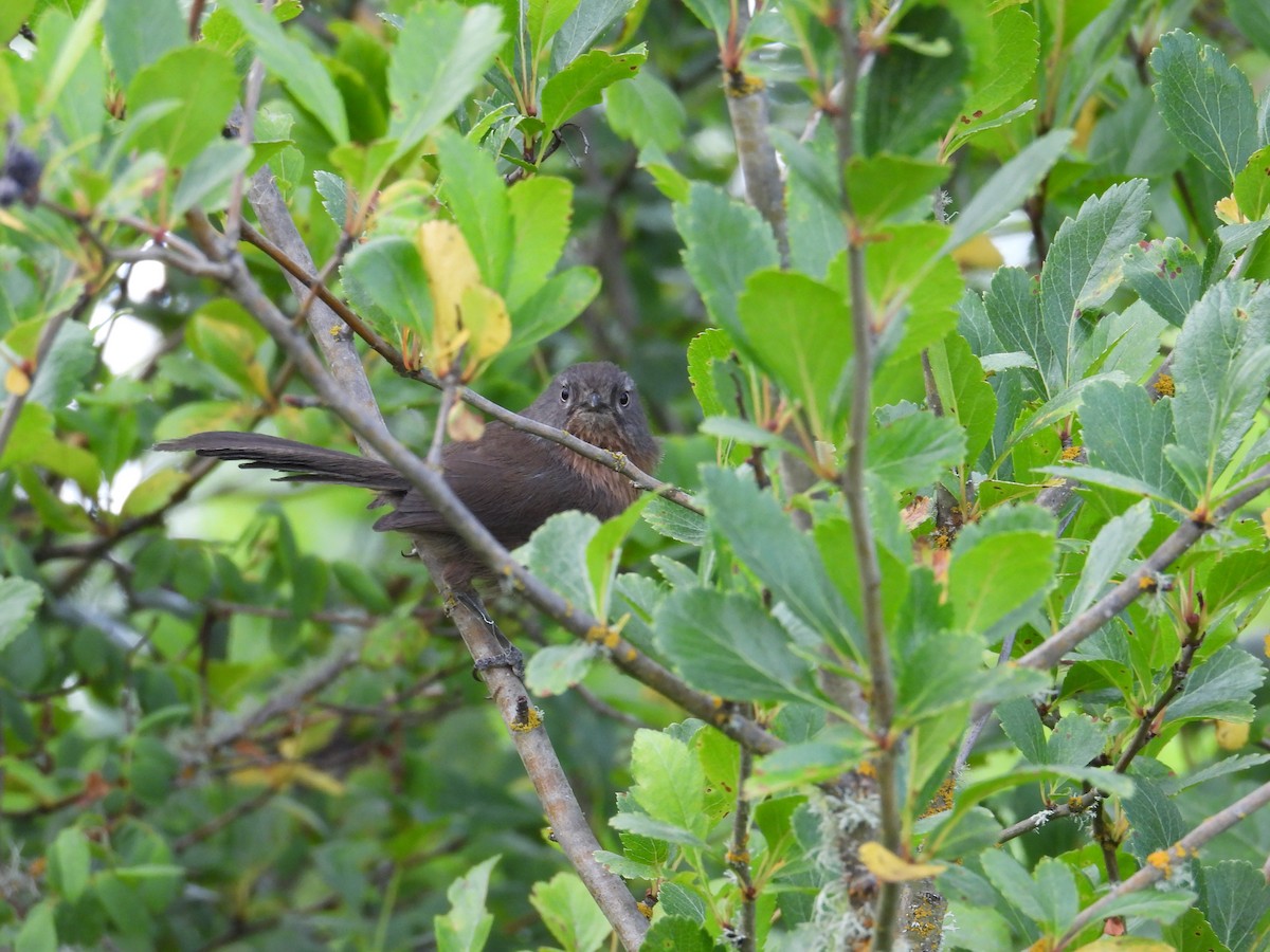 Wrentit - ML637528547