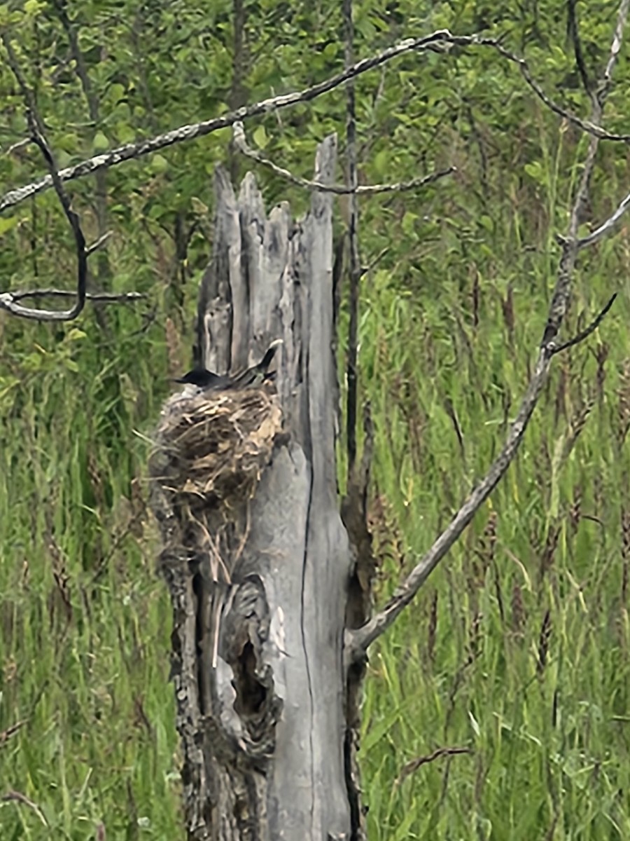 Eastern Kingbird - ML637528551