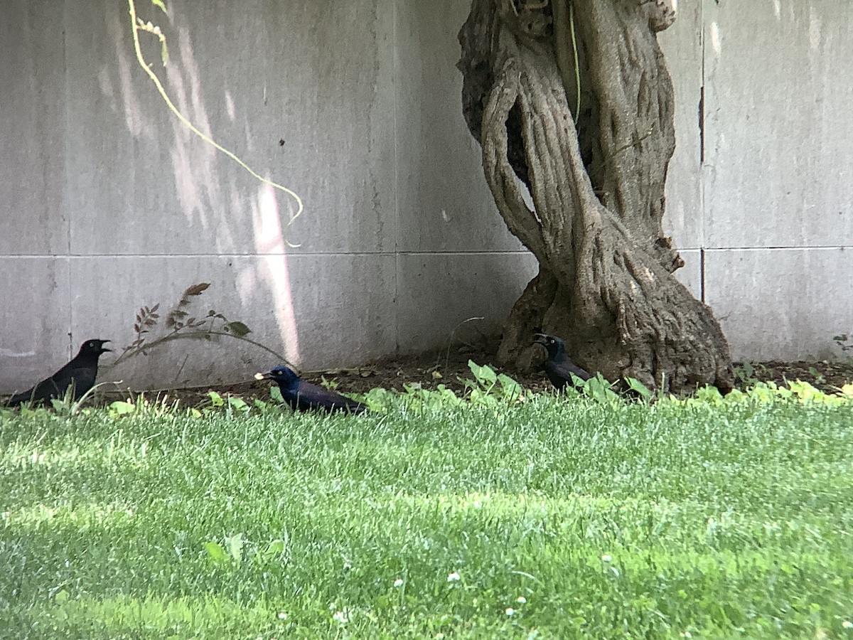 Common Grackle - ML637528552