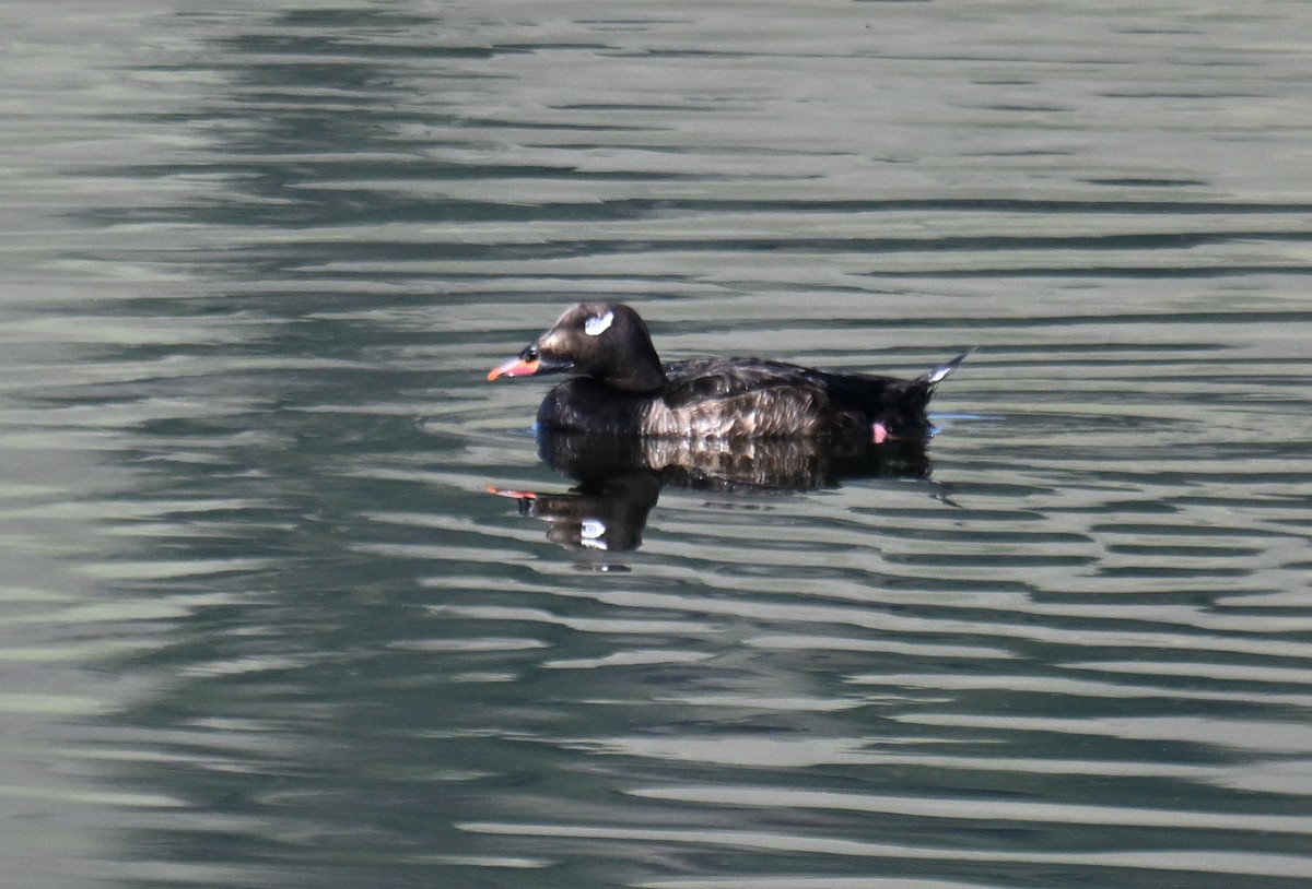 White-winged Scoter - ML637528555