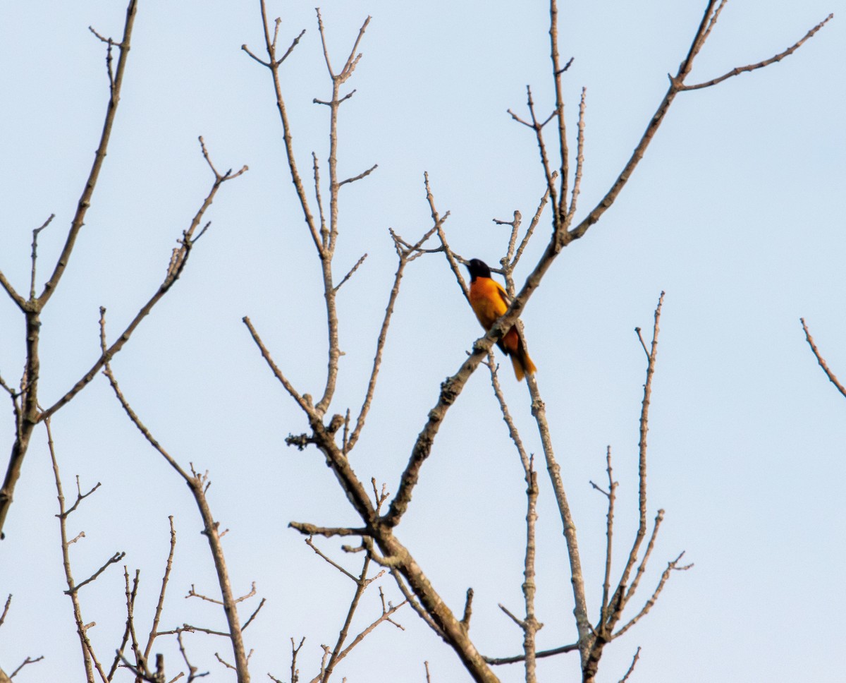 Baltimore Oriole - ML637528556