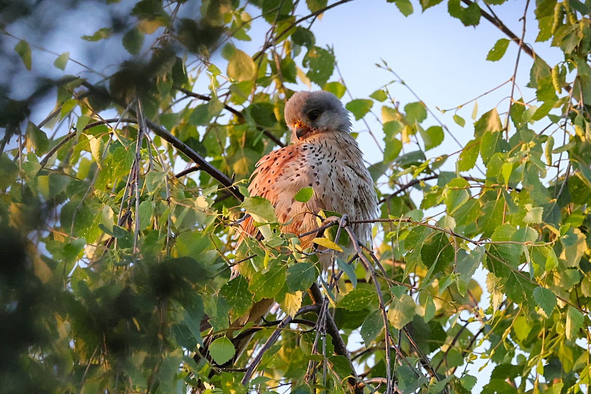 Eurasian Kestrel - ML637528557