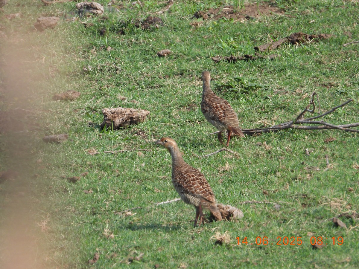 Gray Francolin - ML637528558