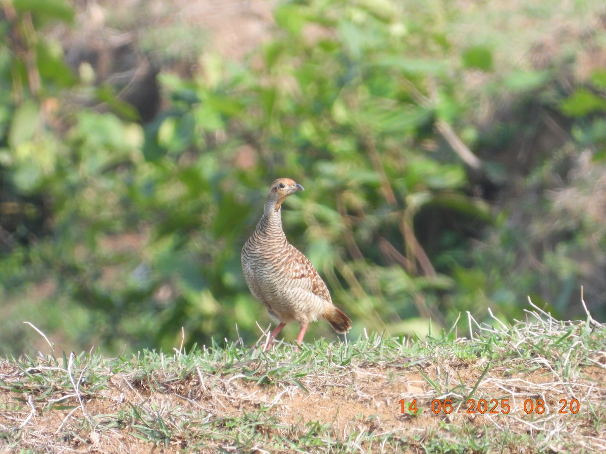 Gray Francolin - ML637528559
