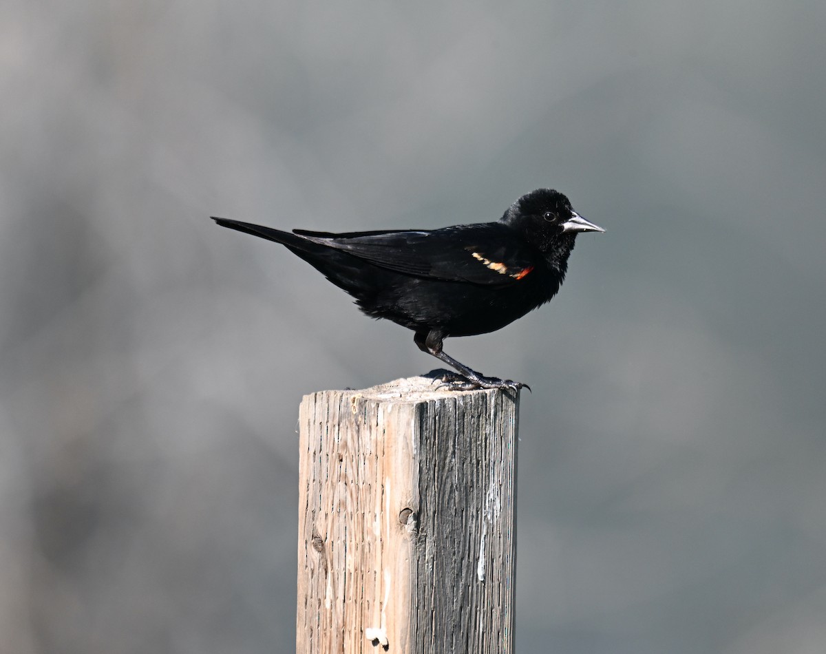 Red-winged Blackbird - ML637528560