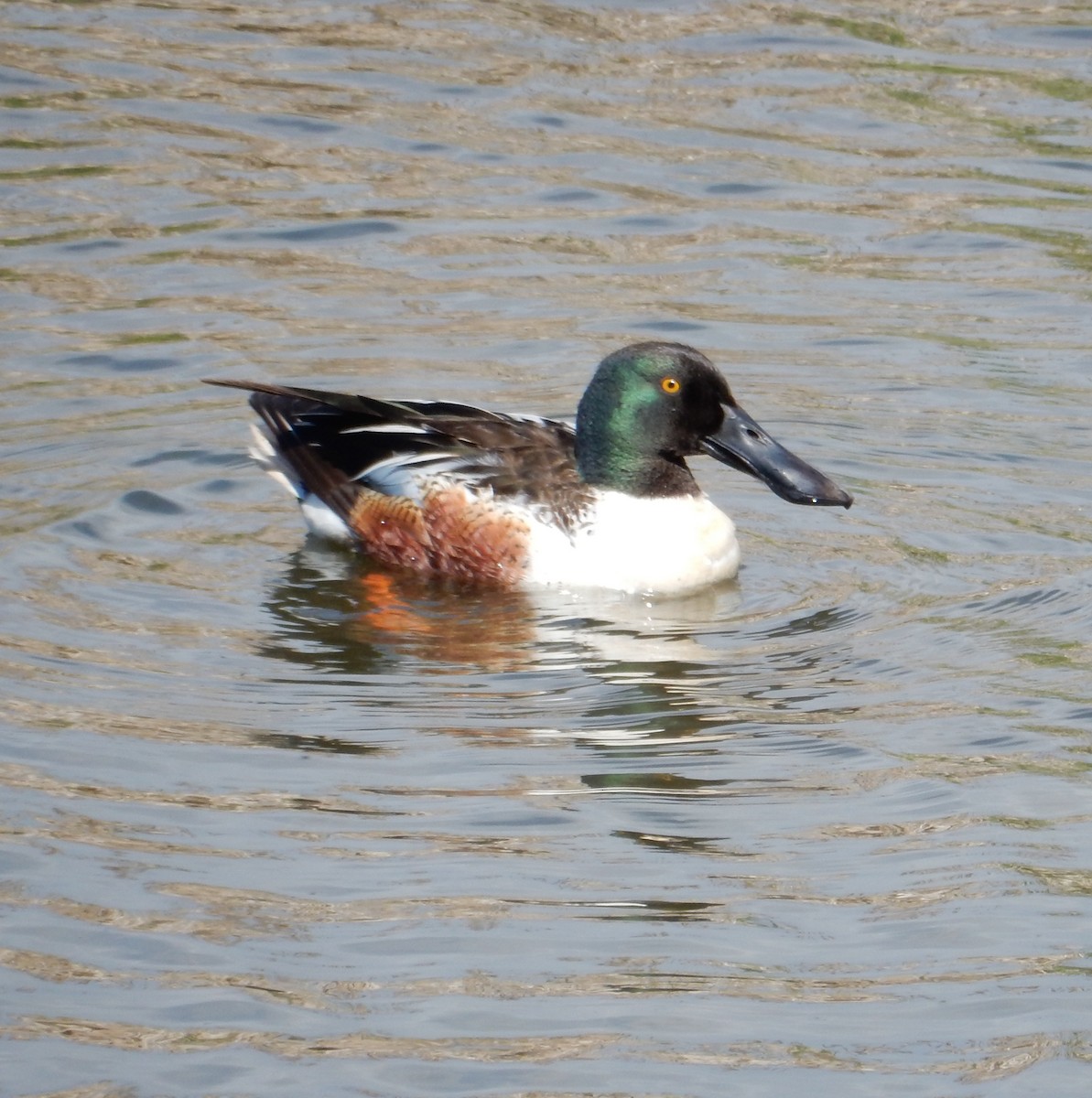 Northern Shoveler - ML637528563