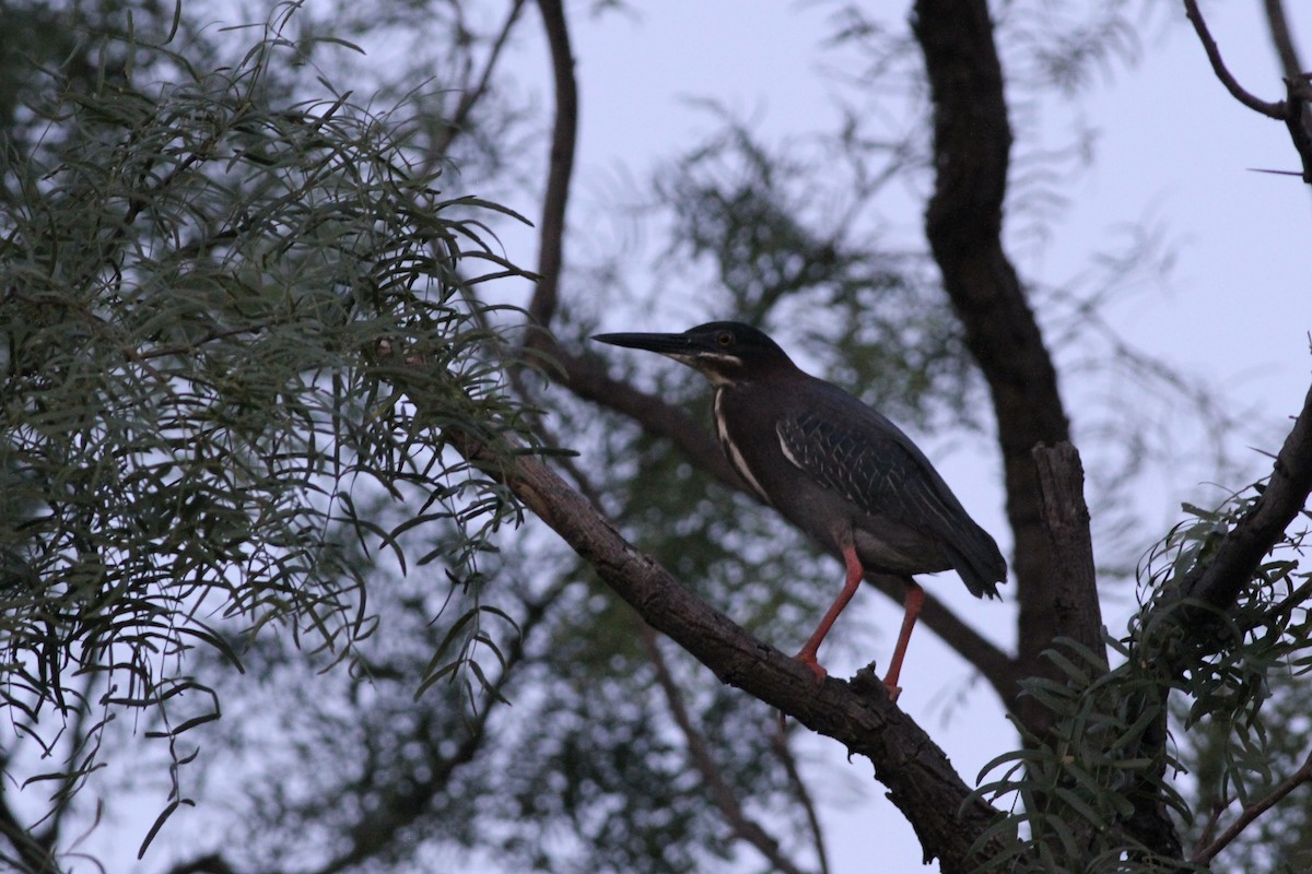 Green Heron - ML637528566