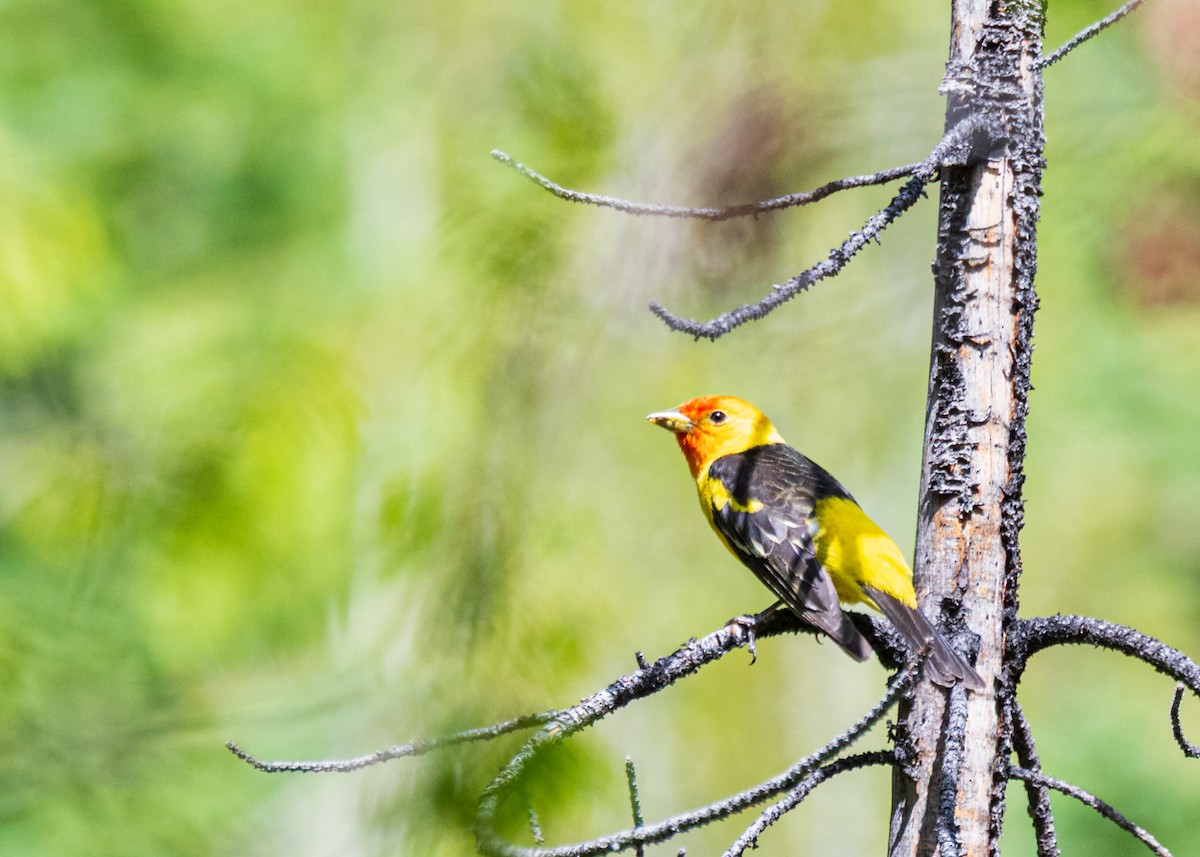 Western Tanager - ML637528567