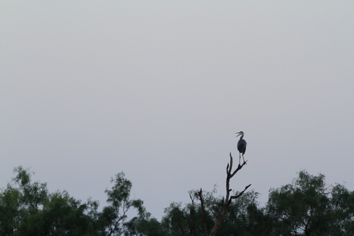 Great Blue Heron - ML637528571