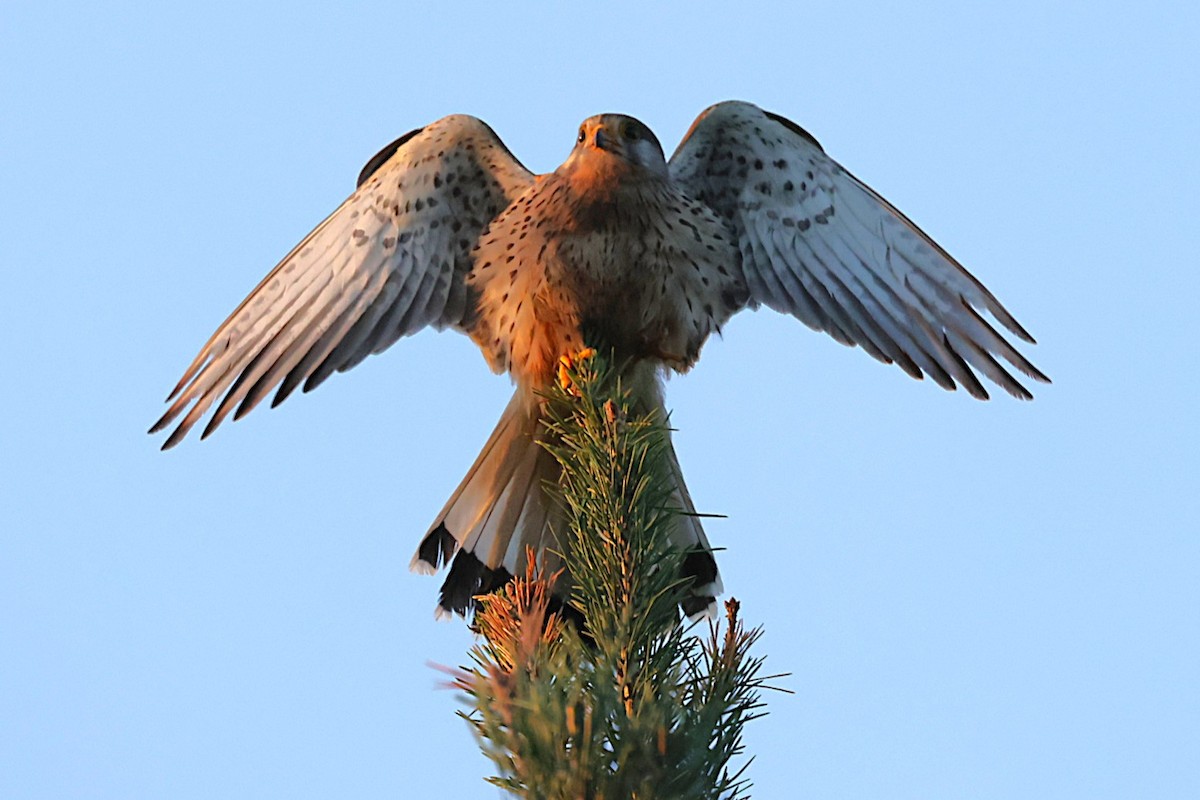 Eurasian Kestrel - ML637528572