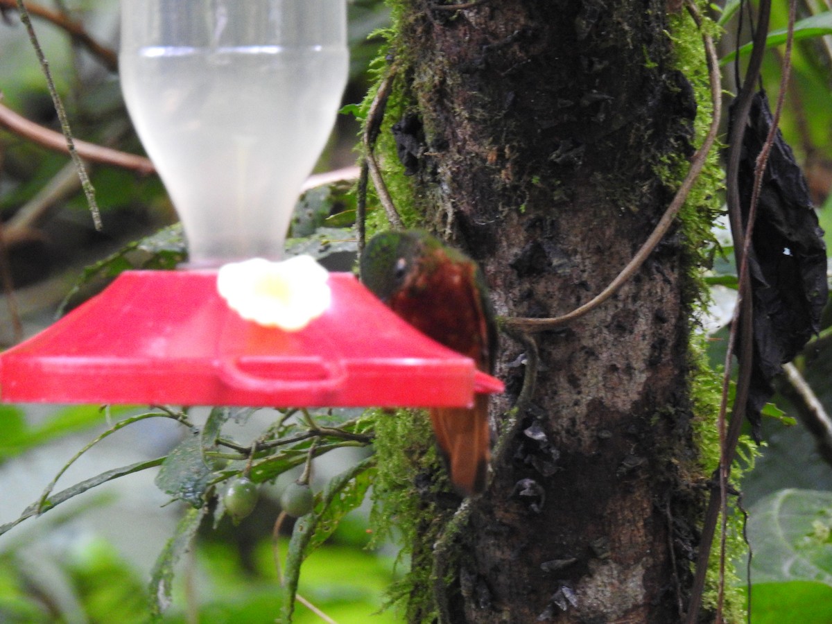 Chestnut-breasted Coronet - ML637528588