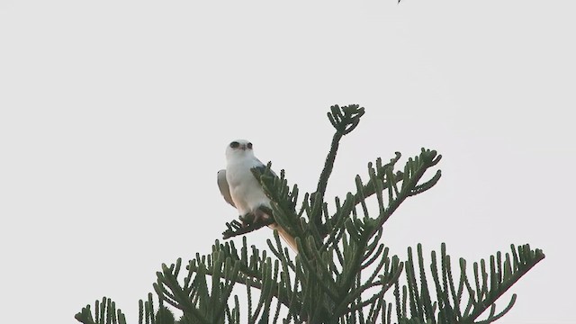 hvithaleglente - ML637528609