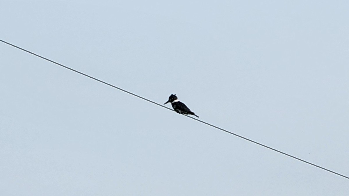 Gürtelfischer - ML637528623