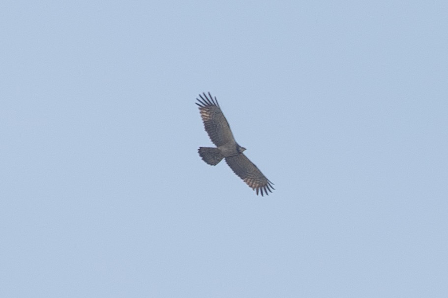 Schopfwespenbussard - ML637528630