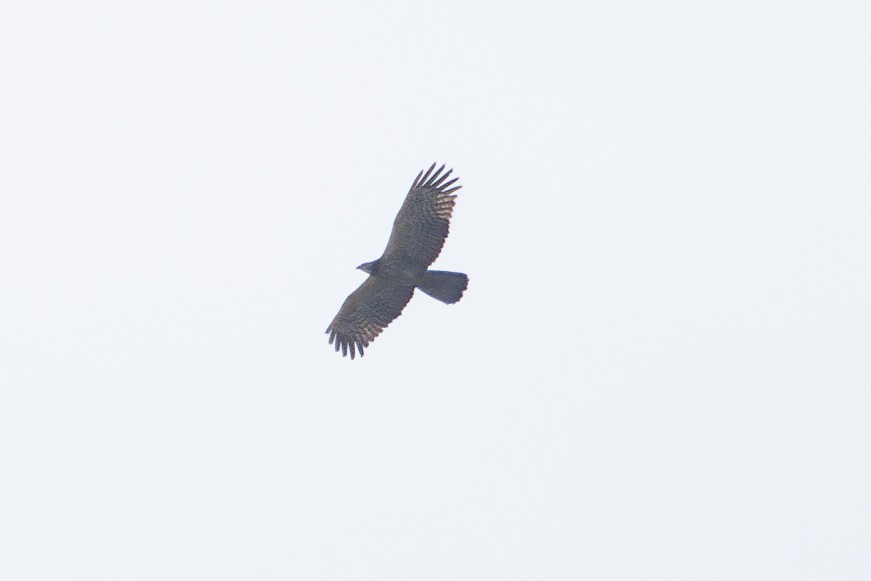 Schopfwespenbussard - ML637528631