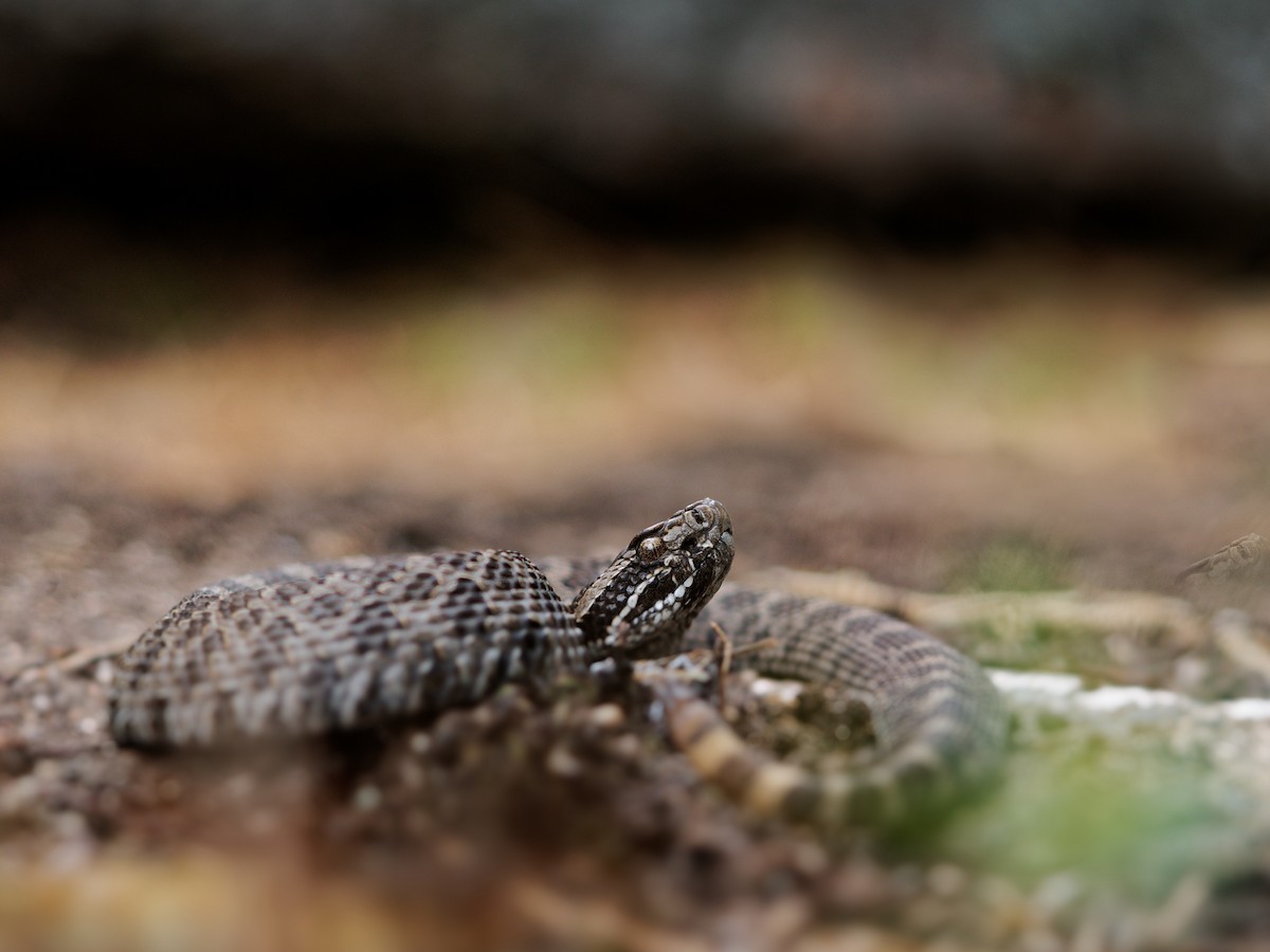 Eastern Massasauga - ML637528678