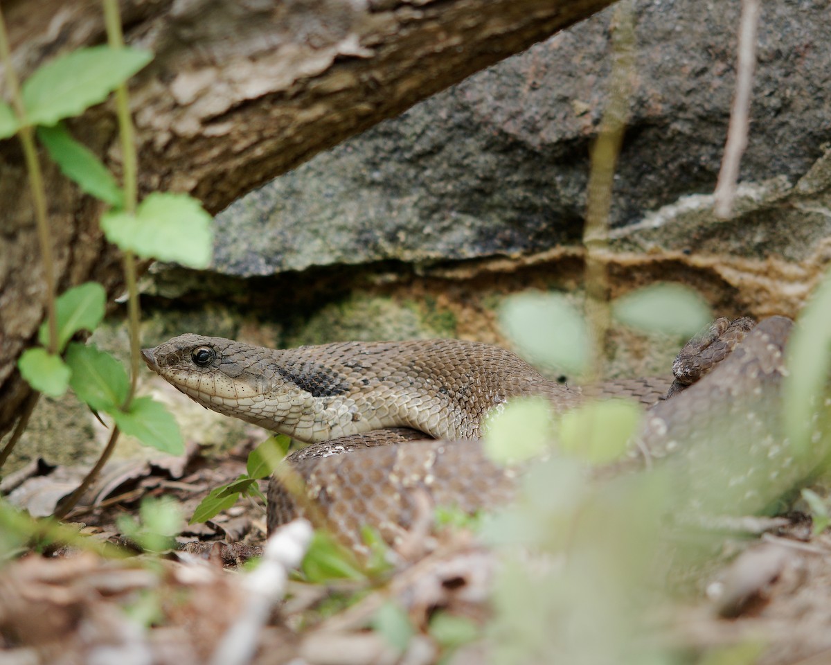 Eastern Hognose Snake - ML637528679