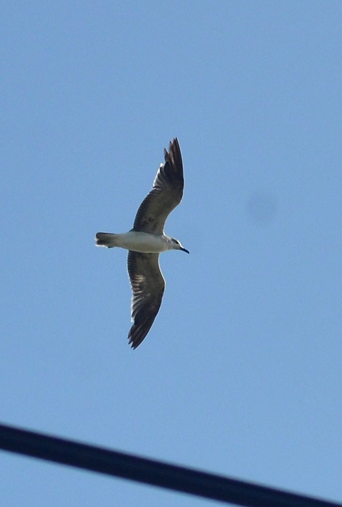 Mouette atricille - ML637528682