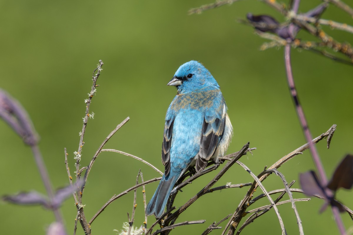 Passerin azuré - ML637528689