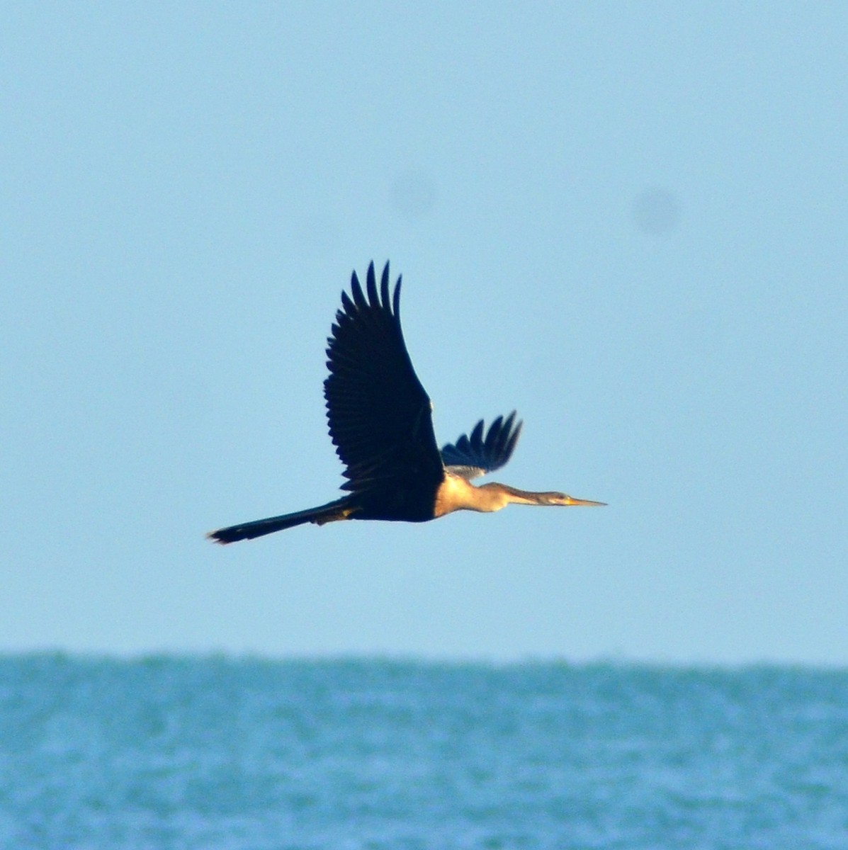 Anhinga d'Amérique - ML637528692