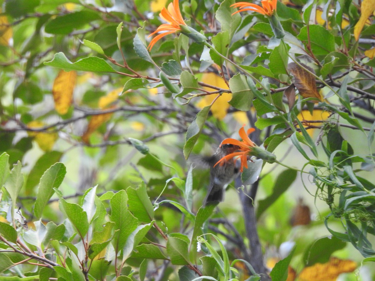 Colibri du Chili - ML637528711