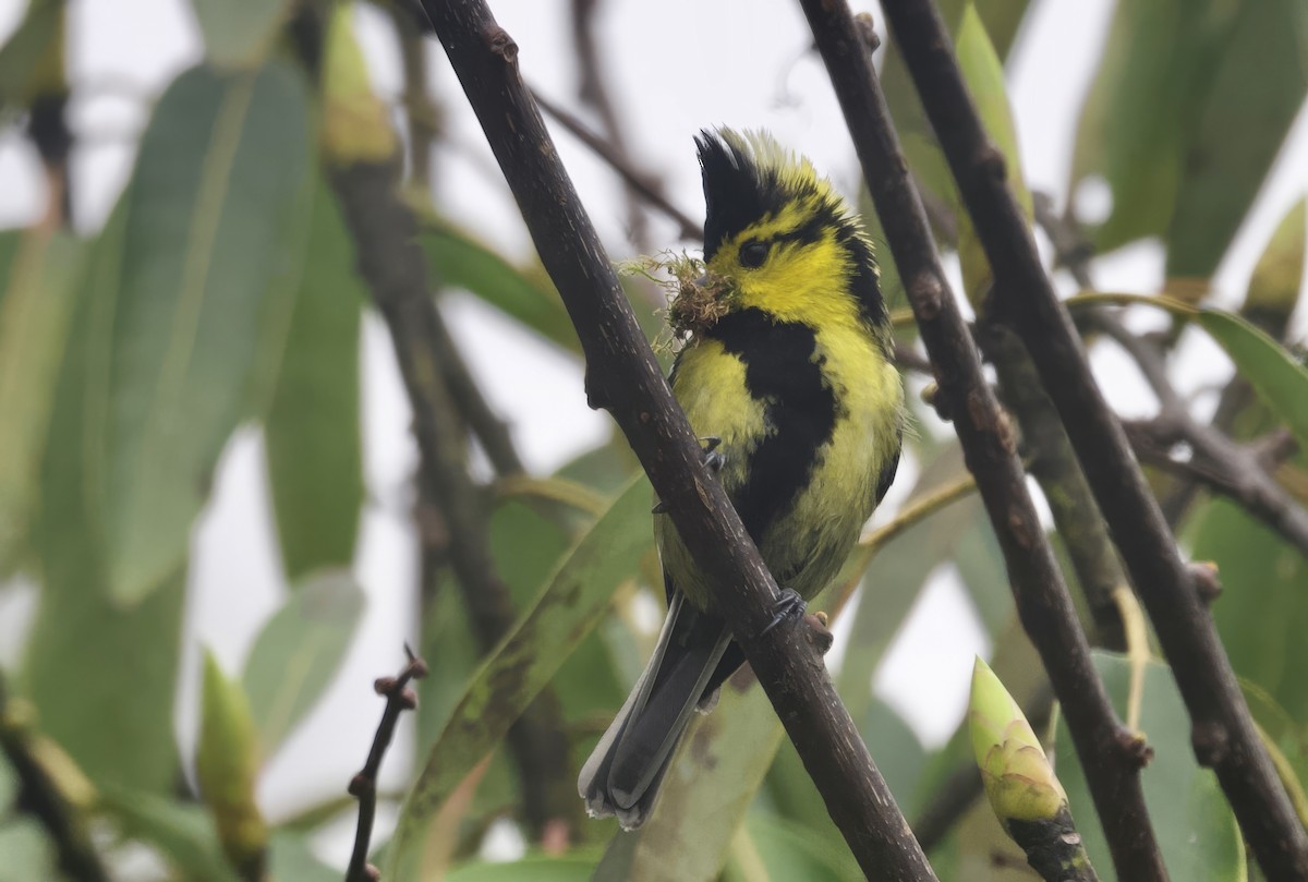 Mésange à dos tacheté - ML637528712