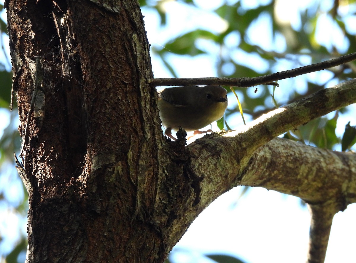Large-billed Scrubwren - ML637528789