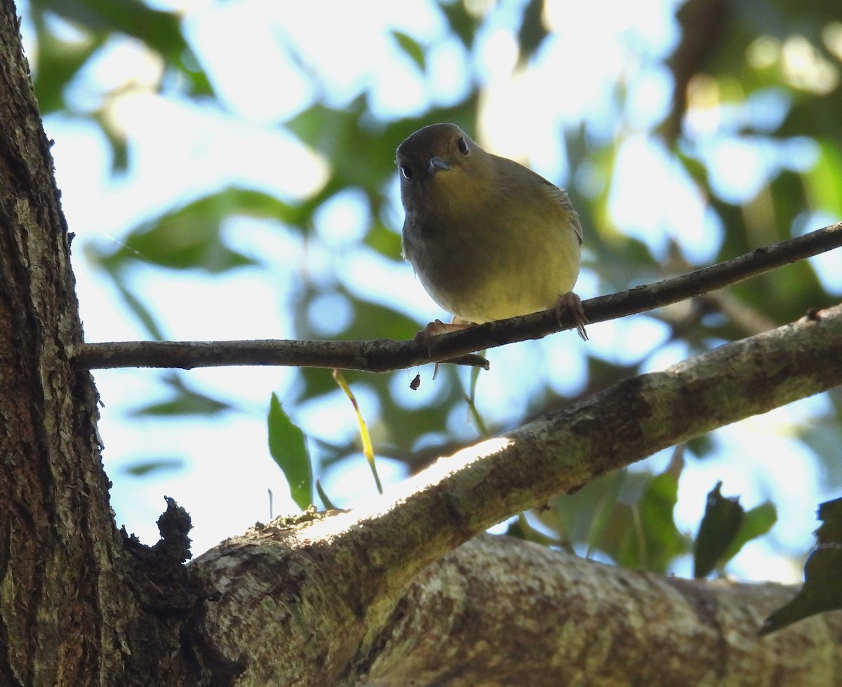 Large-billed Scrubwren - ML637528793