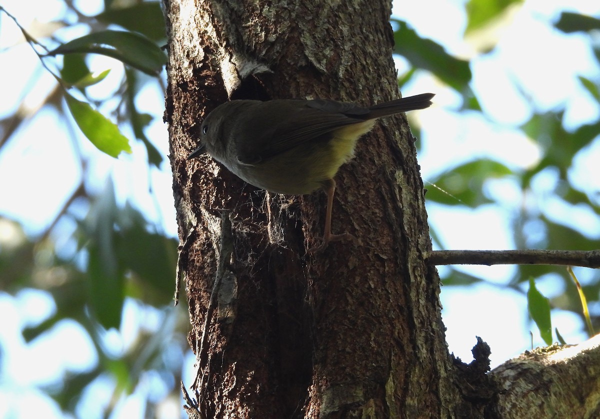 Large-billed Scrubwren - ML637528796