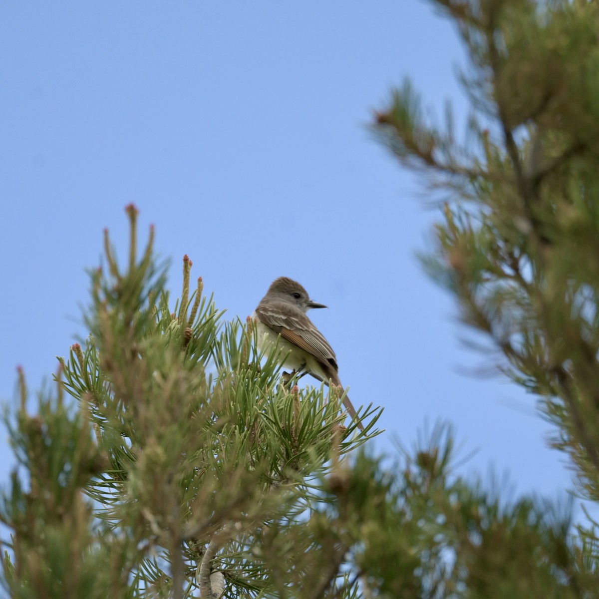 Ash-throated Flycatcher - ML637528797