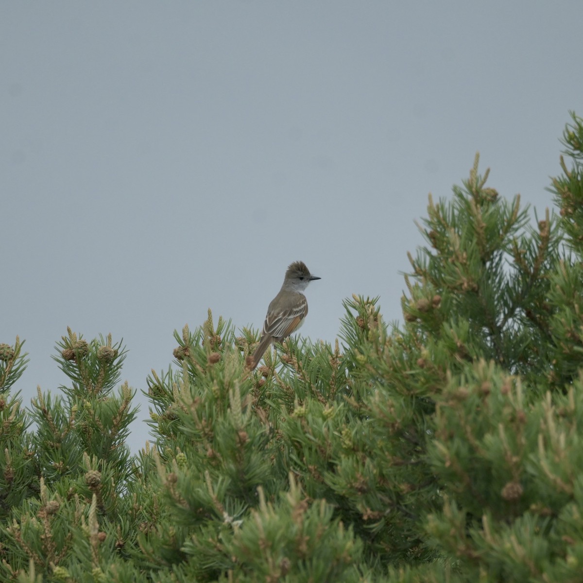 Ash-throated Flycatcher - ML637528798