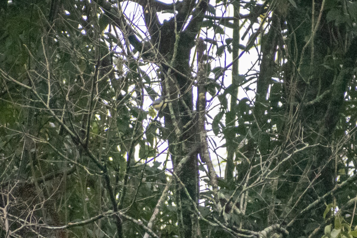 Creamy-bellied Gnatcatcher - ML637528810