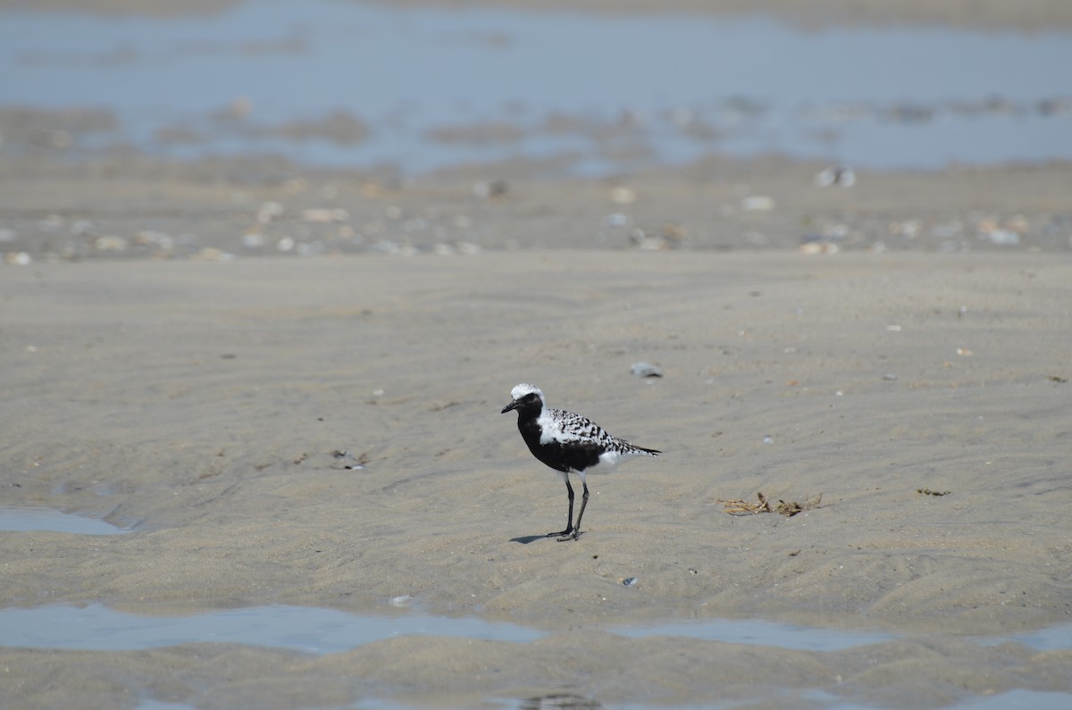 Black-bellied Plover - ML637528862