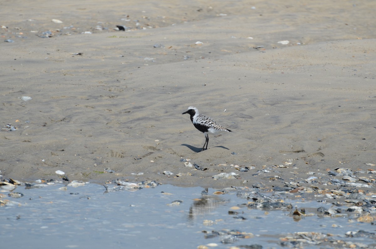 Black-bellied Plover - ML637528863