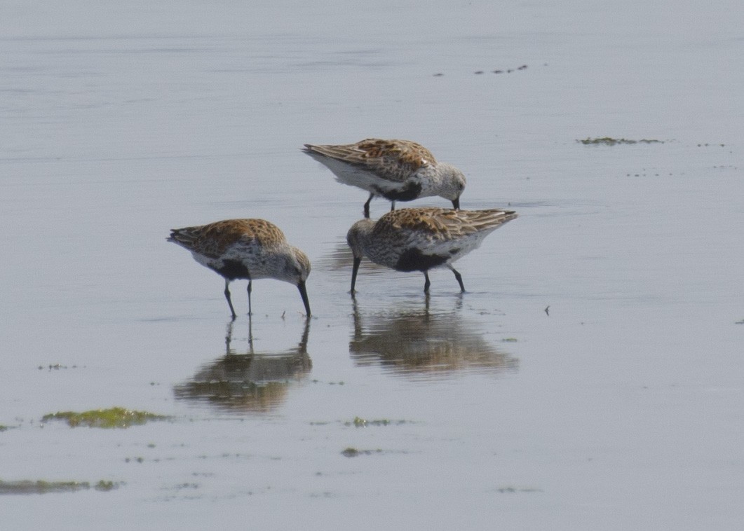 Dunlin - ML637528892