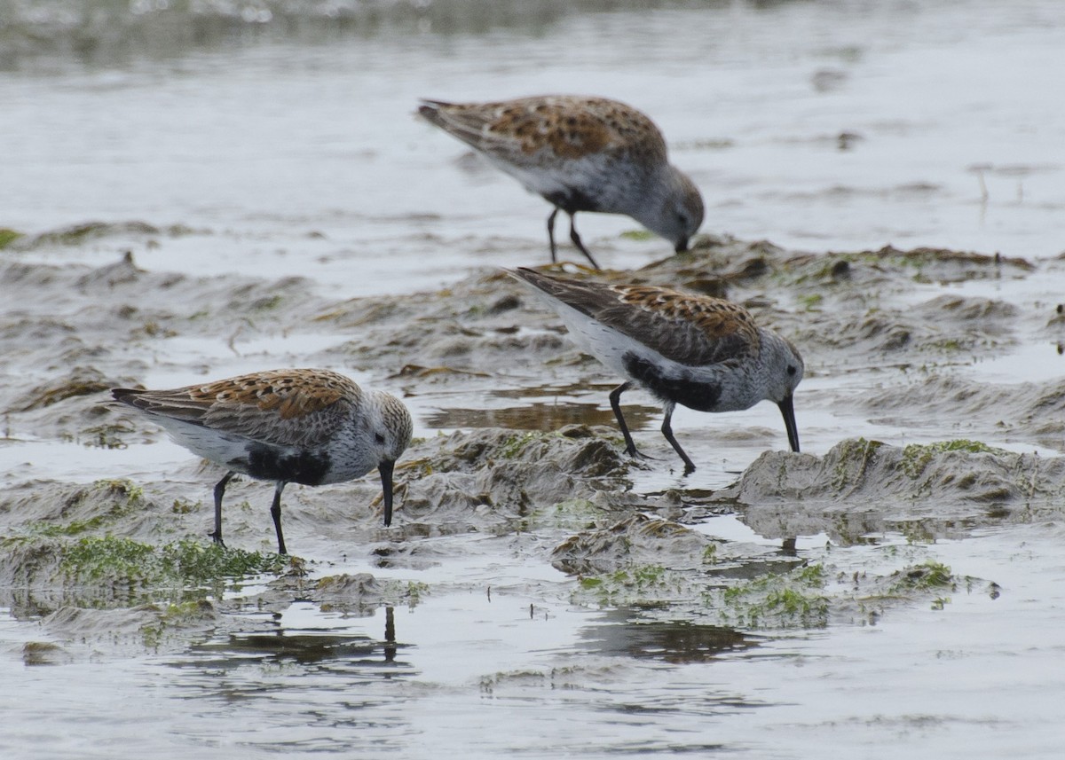 Dunlin - ML637528893