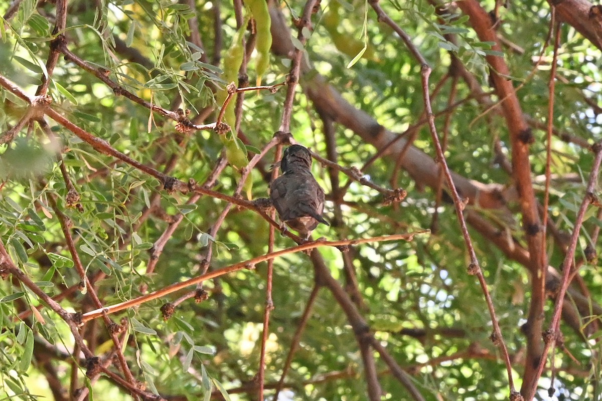 Costa's Hummingbird - ML637528908