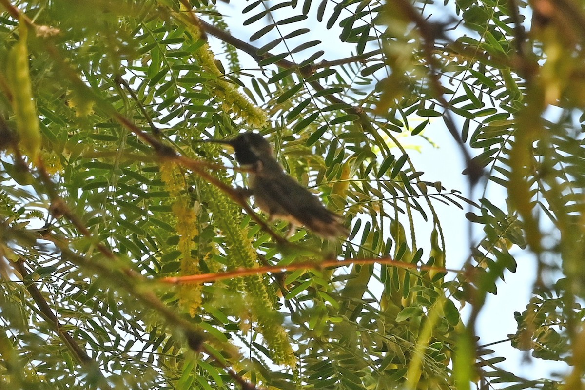 Costa's Hummingbird - ML637528909
