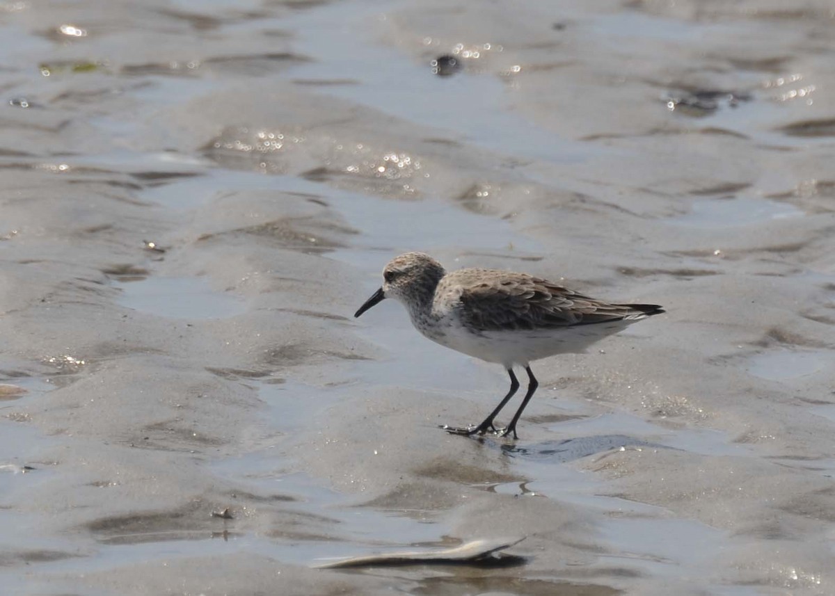 Semipalmated Sandpiper - ML637528913