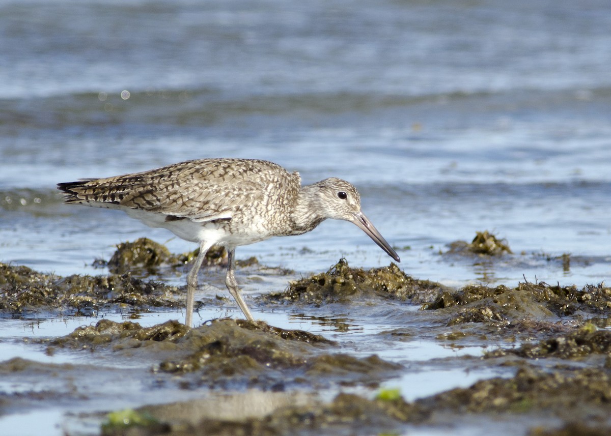 Willet (Eastern) - ML637528923