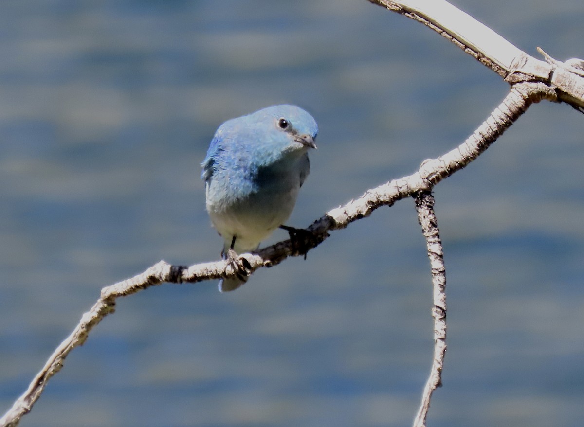 Mountain Bluebird - ML637528988