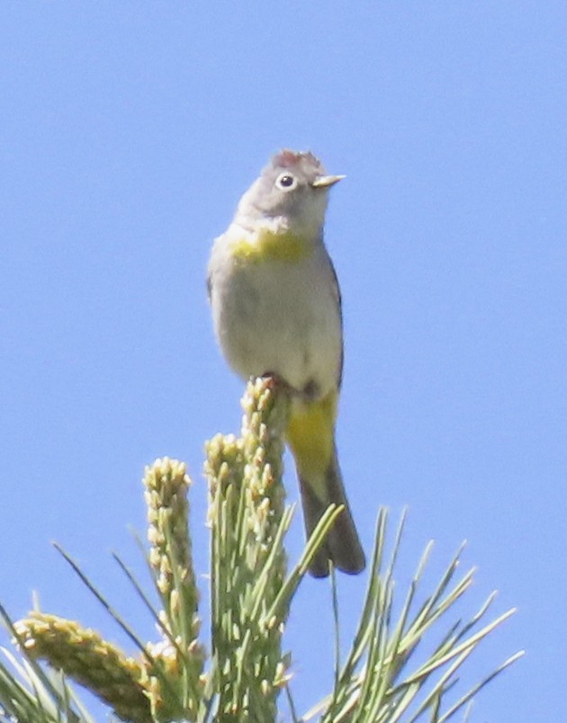 Virginia's Warbler - ML637528997