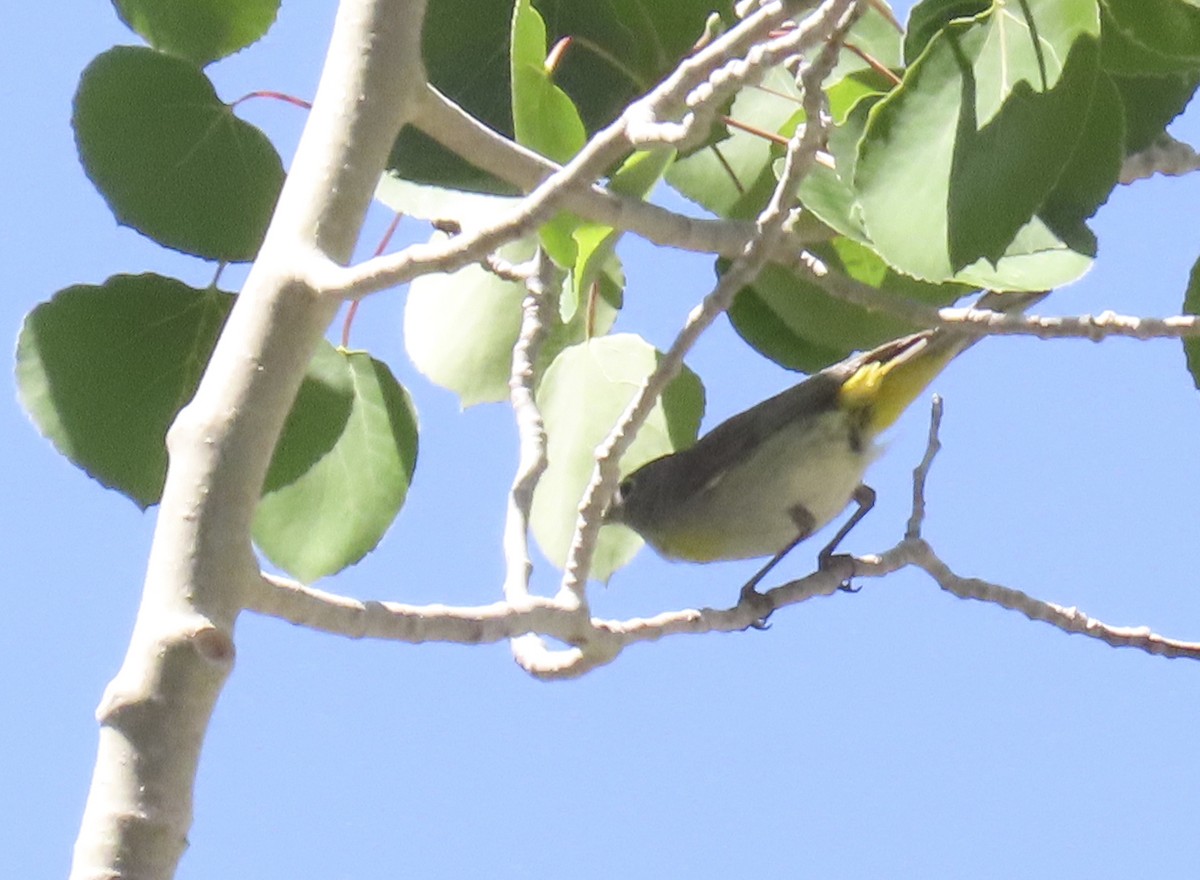 Virginia's Warbler - ML637528998